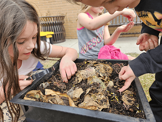 children examine worms in vermicomposting bin