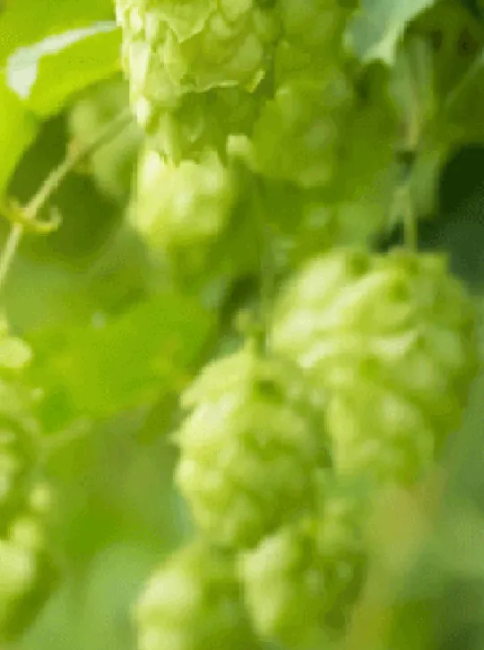 Closeup view of brewery hops on vine.